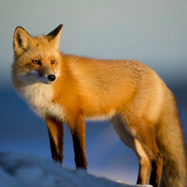 African Nations Are Struggling To Save Their Wildlife